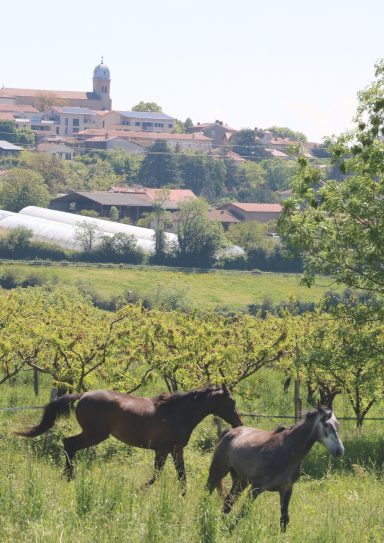 Respectons le cadre naturel Village de Dardilly une âme rurale
